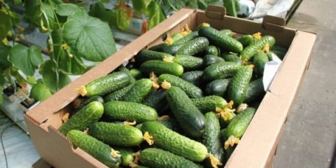 Kako čuvati sveže krastavce kod kuće